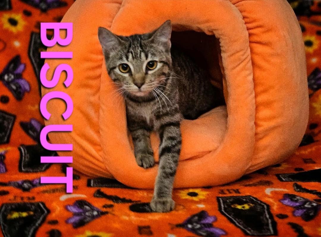 BISCUIT, a Adopted Tabby in Harrodsburg, KY image 1/2