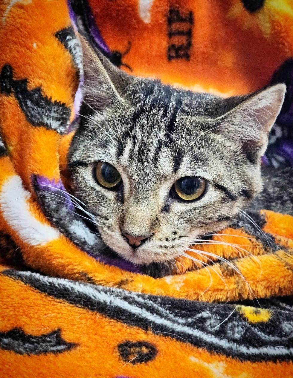 BISCUIT, a Adopted Tabby in Harrodsburg, KY image 2/2