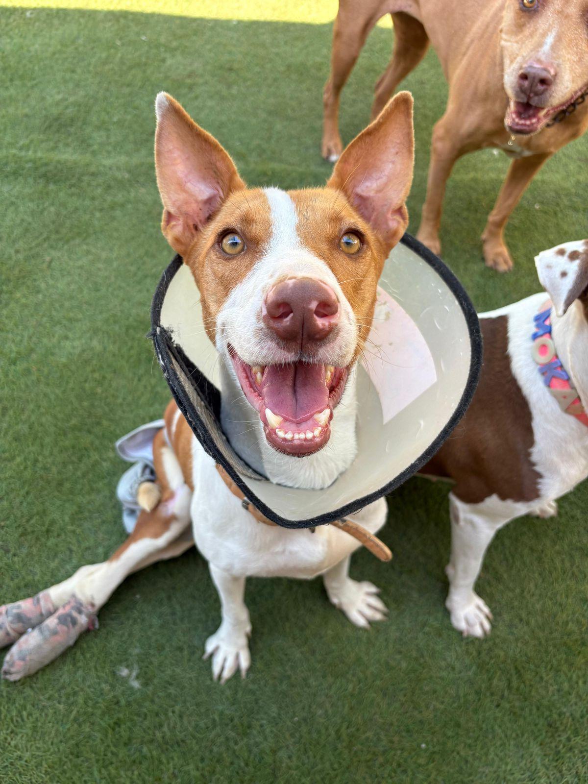 Enlarge Duva, a Adoptable mixed breed in Bellevue, WA image 2/4