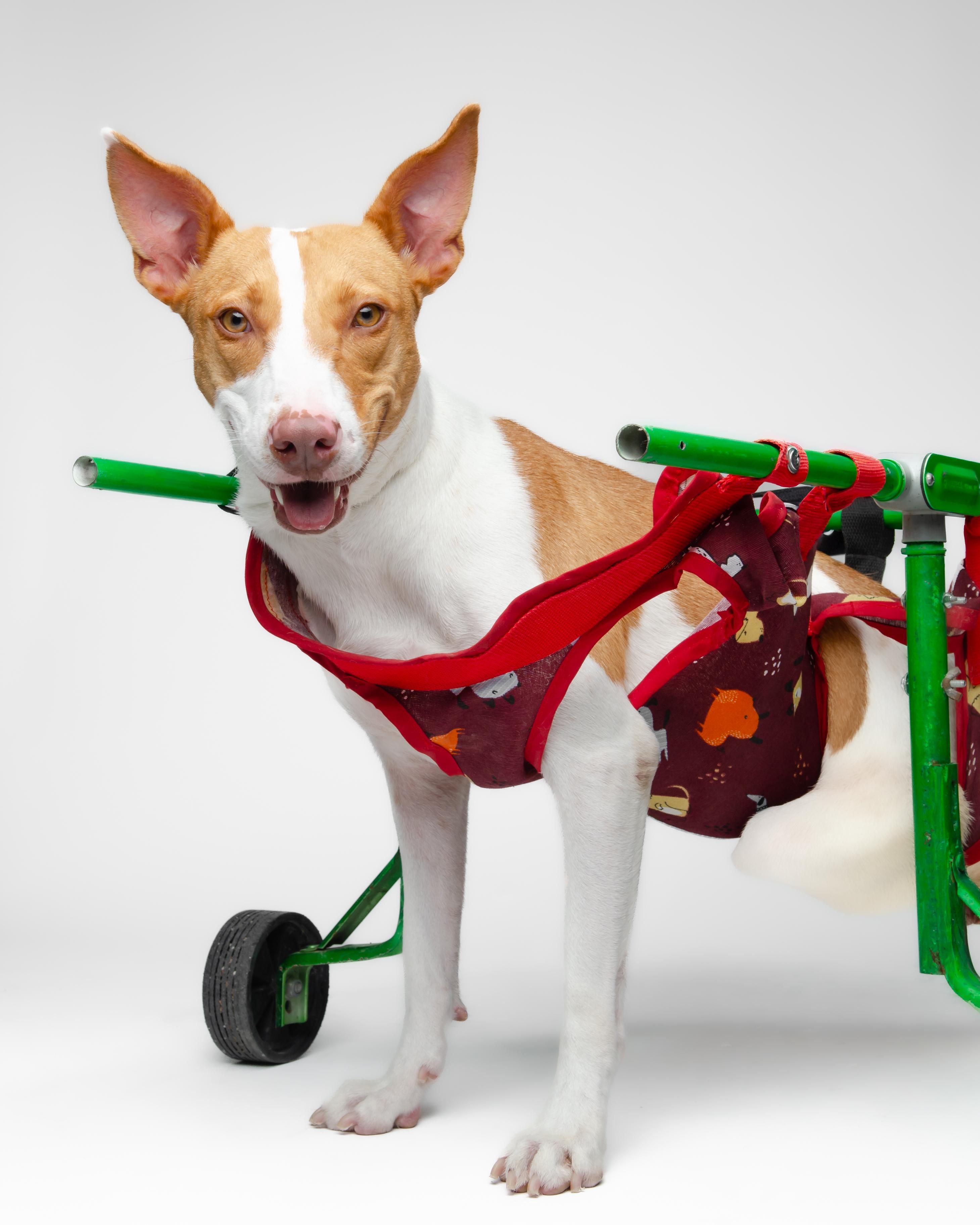 Enlarge Duva, a Adoptable mixed breed in Bellevue, WA image 1/4