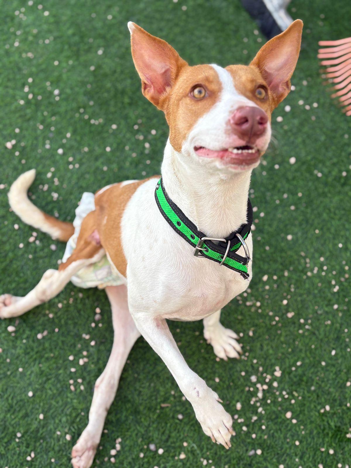 Enlarge Duva, a Adoptable mixed breed in Bellevue, WA image 3/4