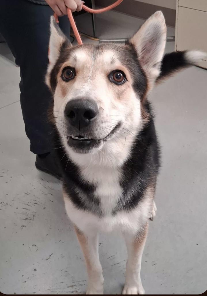 Enlarge Kolby, a Adoptable Husky in North Vernon, IN image 1/1
