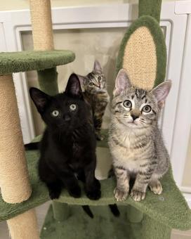 Rain, a ADOPTABLE mixed breed in Escondido, CA image 2/3