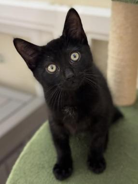 Rain, a ADOPTABLE mixed breed in Escondido, CA image 3/3