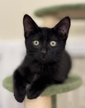 Rain, a ADOPTABLE mixed breed in Escondido, CA image 1/3