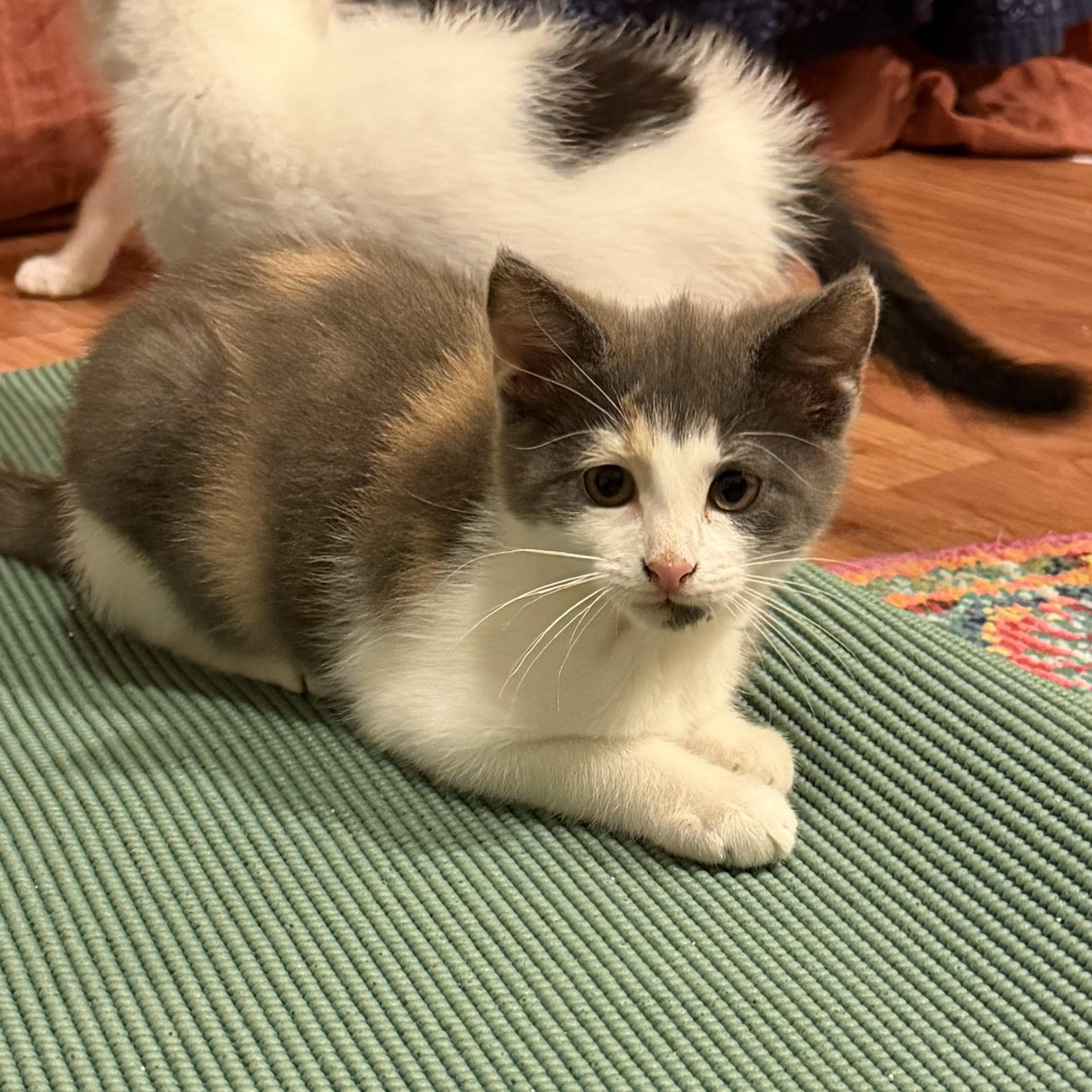 Enlarge Shadow, a Adoptable Domestic Short Hair in Oriental, NC image 1/1