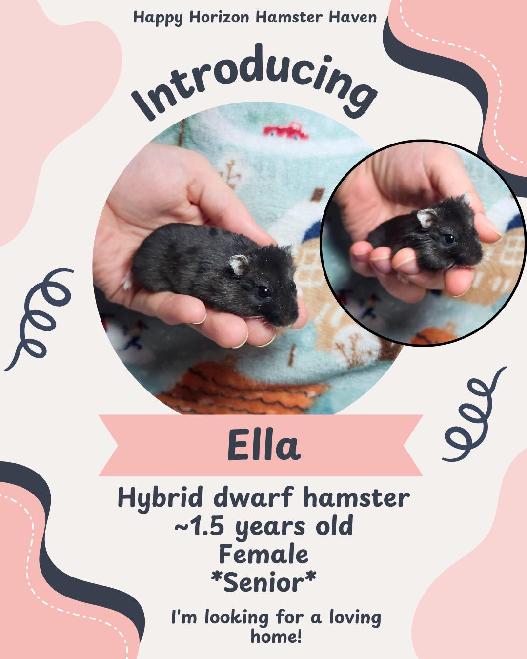 Enlarge Ella, a ADOPTABLE Hamster in West Chester, OH image 1/1