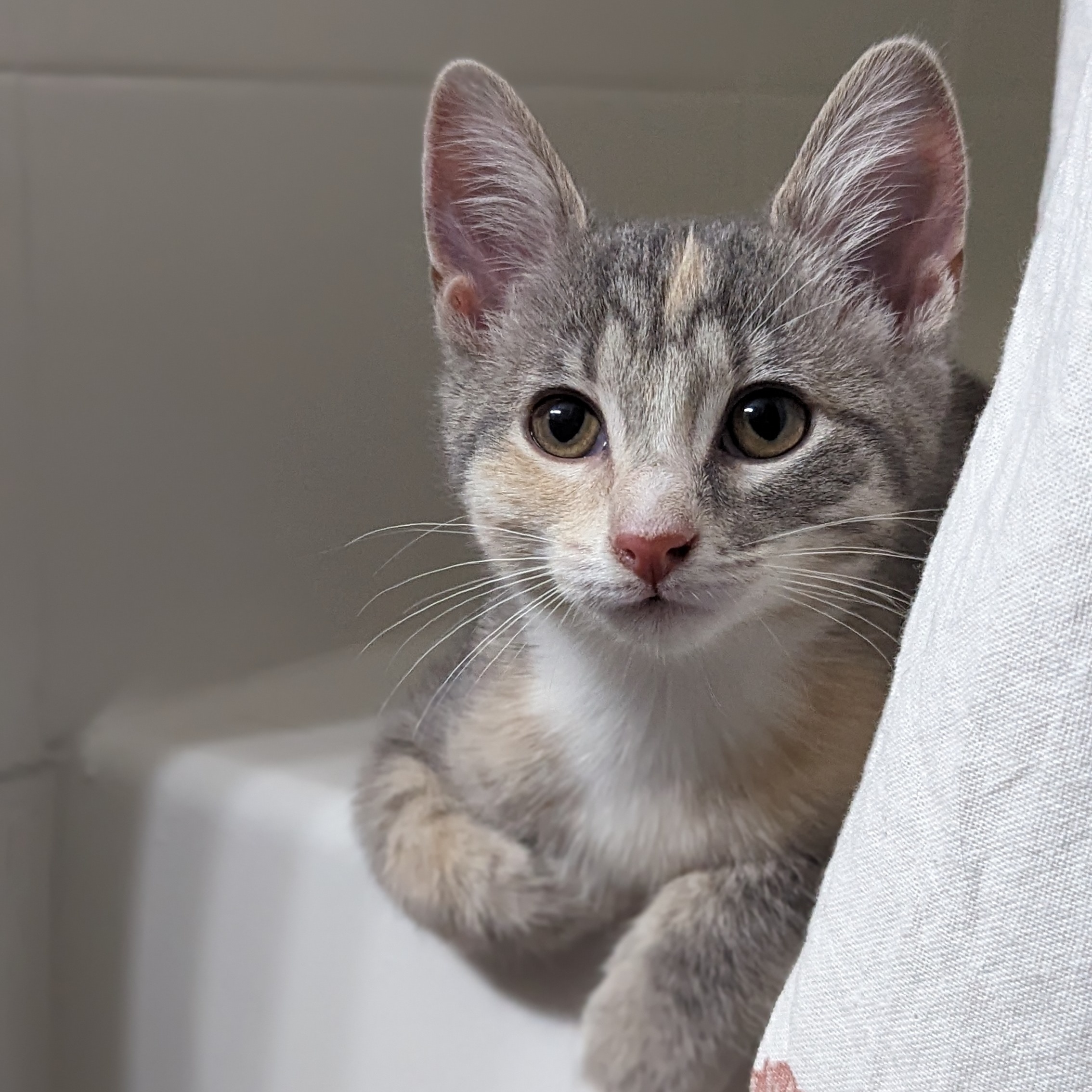 Enlarge Paisley (Patterns Litter), a Adopted mixed breed in Tucker, GA image 6/6