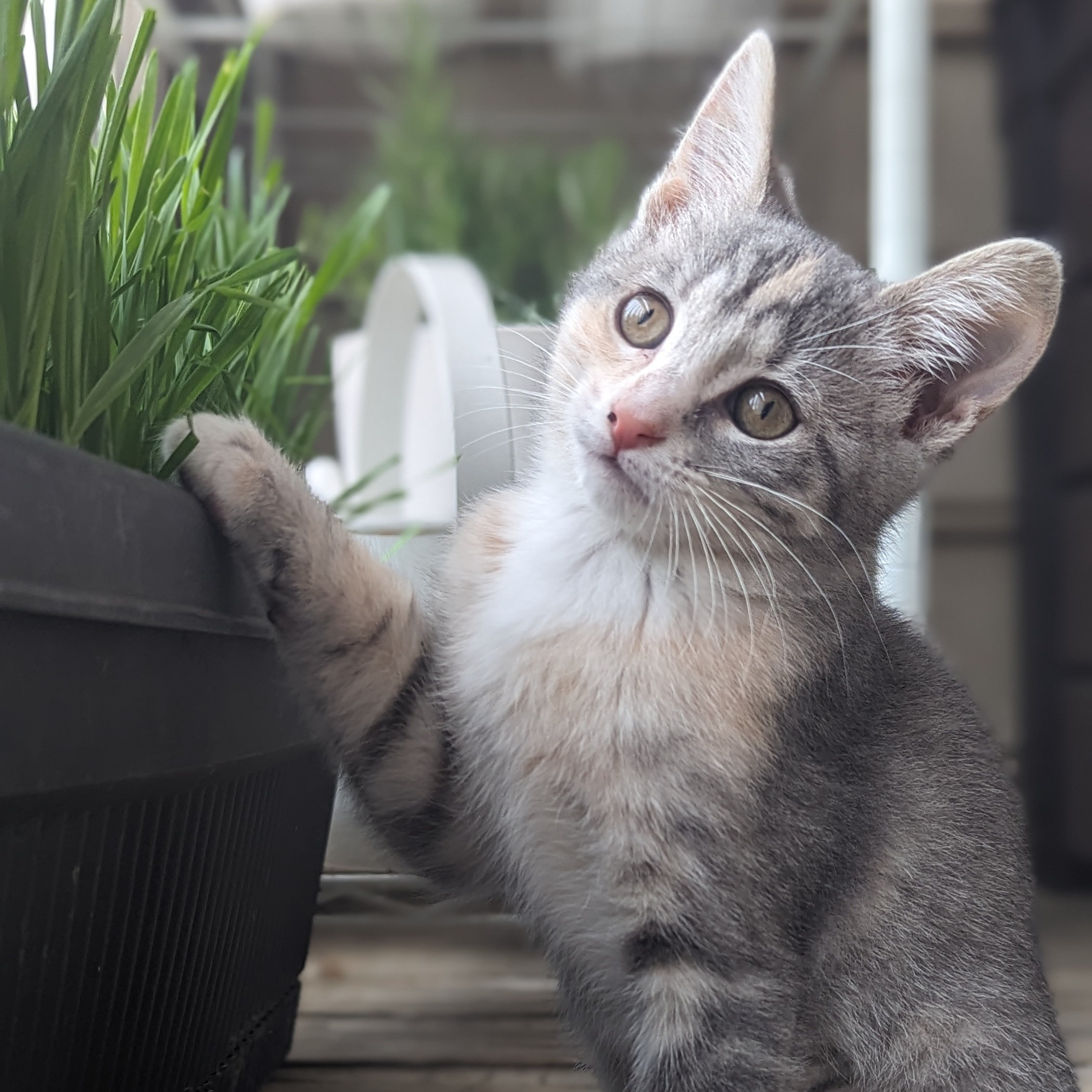 Enlarge Paisley (Patterns Litter), a Adopted mixed breed in Tucker, GA image 1/6