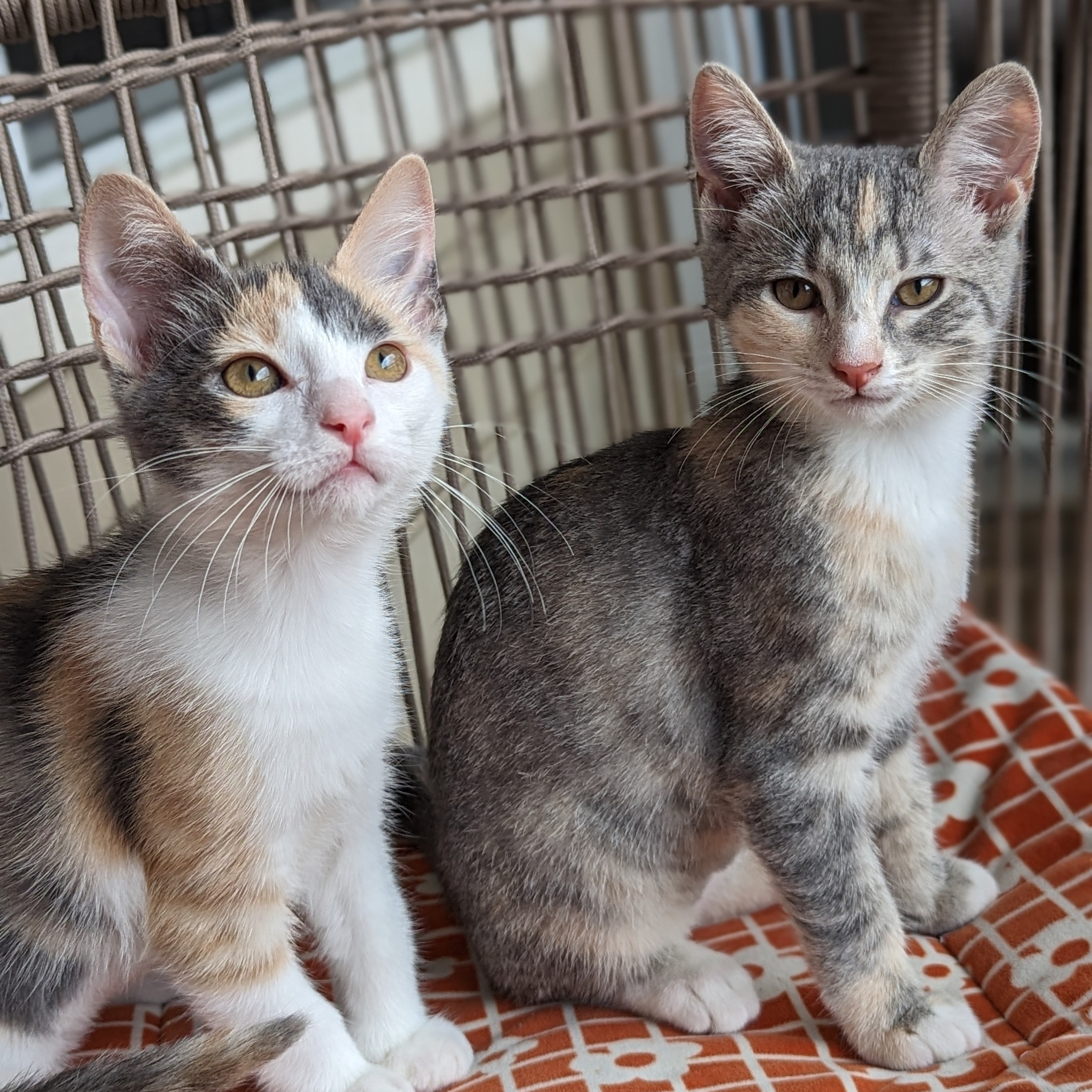 Enlarge Paisley (Patterns Litter), a Adopted mixed breed in Tucker, GA image 4/6