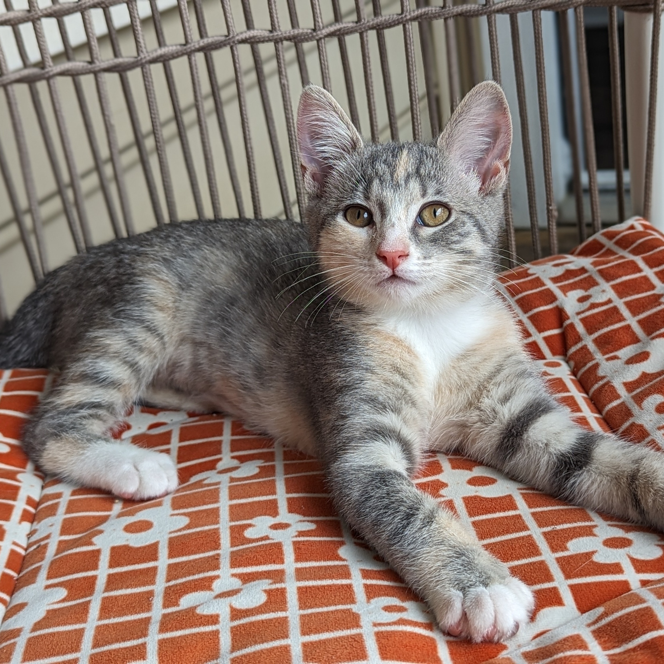 Enlarge Paisley (Patterns Litter), a Adopted mixed breed in Tucker, GA image 2/6