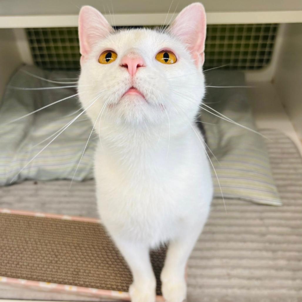 Enlarge Maverick Wilder, a Adoptable Domestic Short Hair in Woodbury, NJ image 1/6
