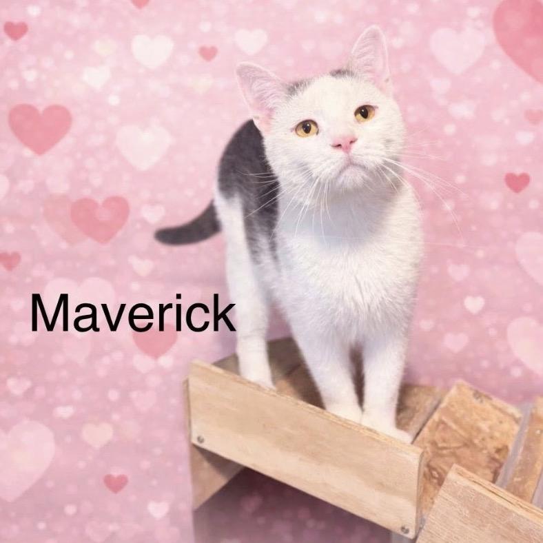 Enlarge Maverick Wilder, a Adoptable Domestic Short Hair in Woodbury, NJ image 2/6