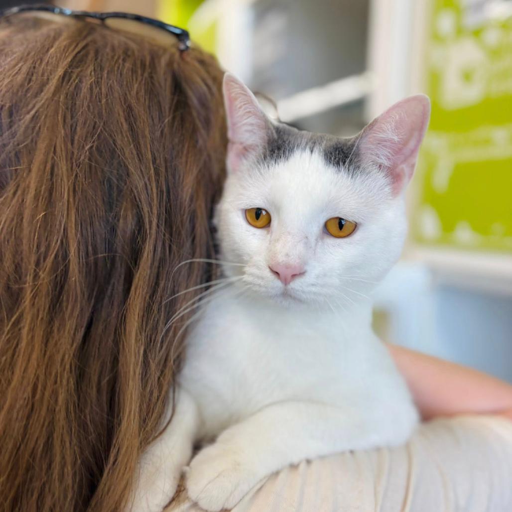 Enlarge Maverick Wilder, a Adoptable Domestic Short Hair in Woodbury, NJ image 3/6