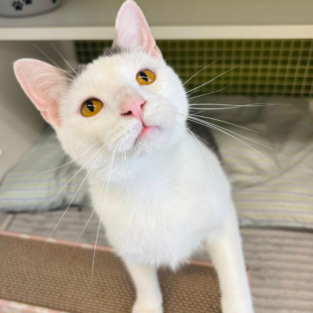 Enlarge Maverick Wilder, a Adoptable Domestic Short Hair in Woodbury, NJ image 4/6