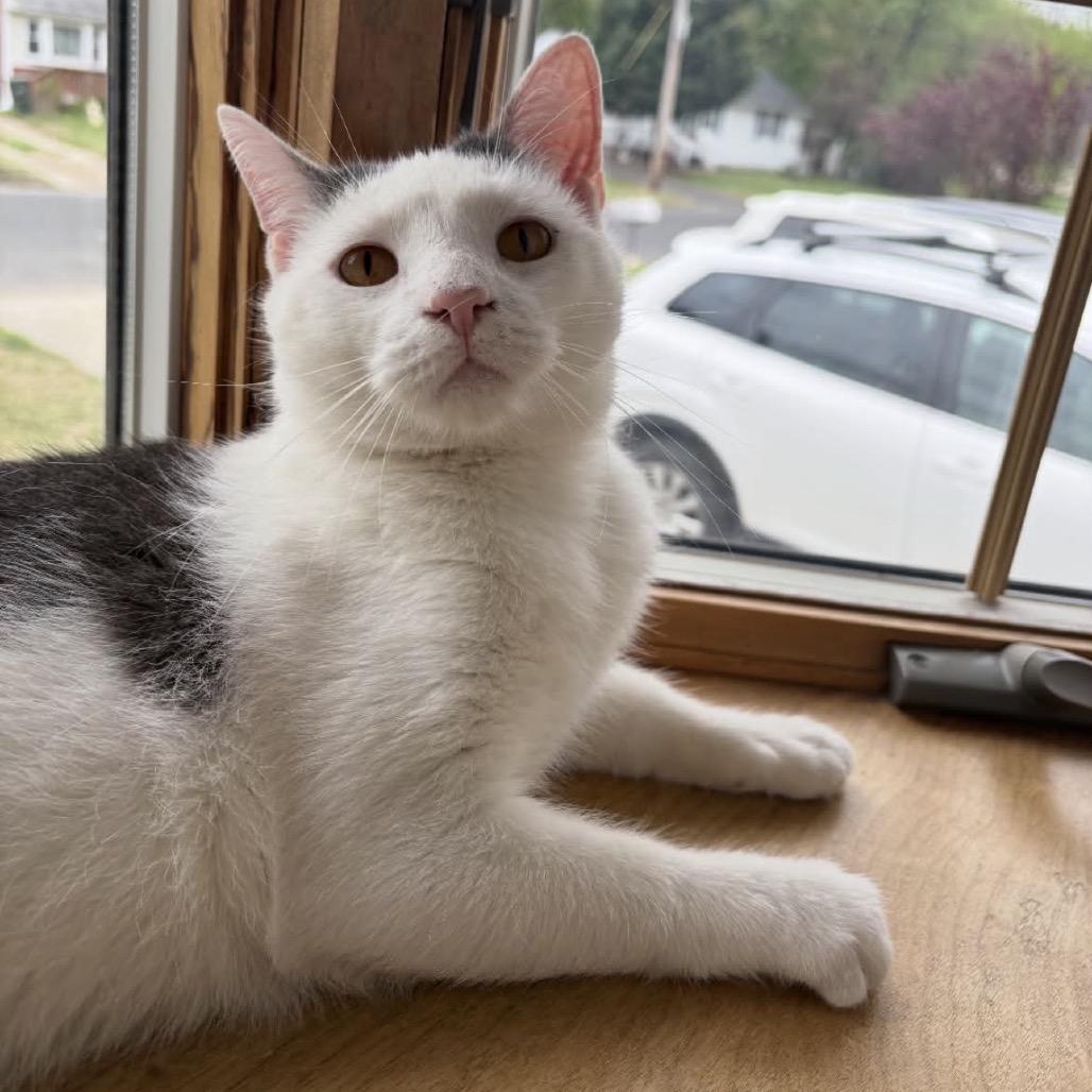 Enlarge Maverick Wilder, a Adoptable Domestic Short Hair in Woodbury, NJ image 5/6