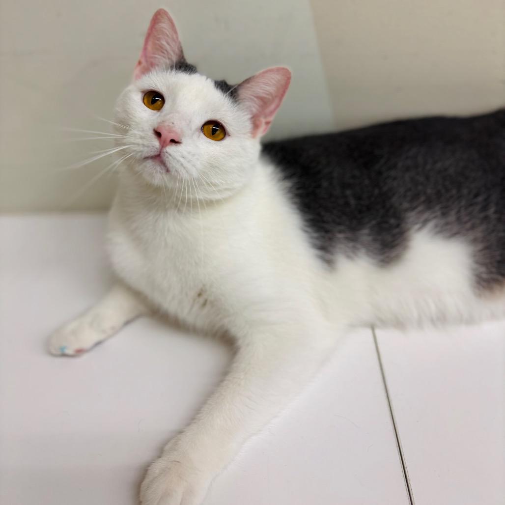Enlarge Maverick Wilder, a Adoptable Domestic Short Hair in Woodbury, NJ image 6/6