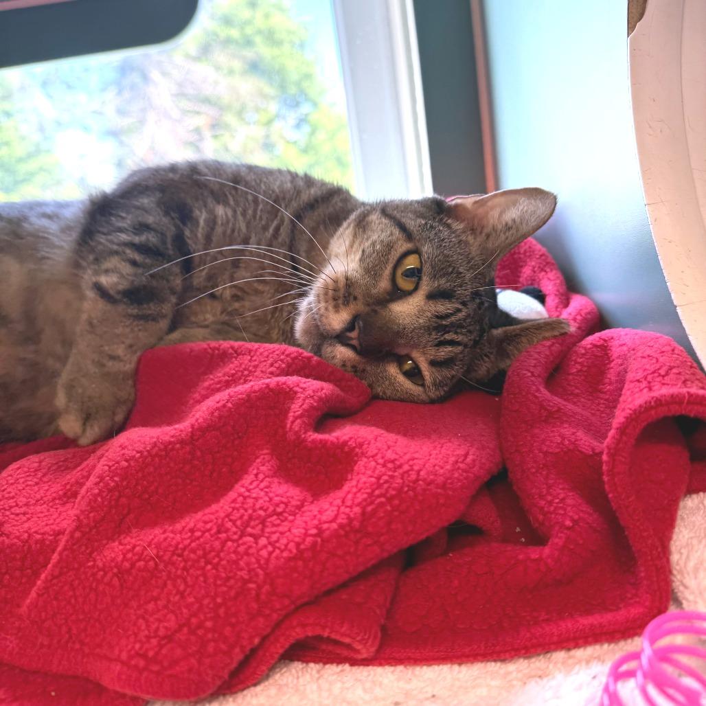 Solovino- FIV+, Adoptable, Adult Male Domestic Short Hair.