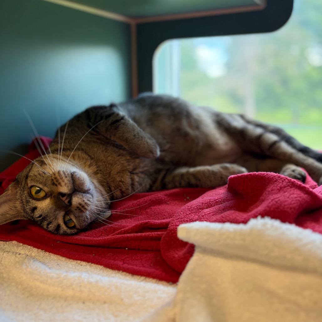 Solovino- FIV+, a Adoptable Domestic Short Hair in Morrisville, VT image 2/6