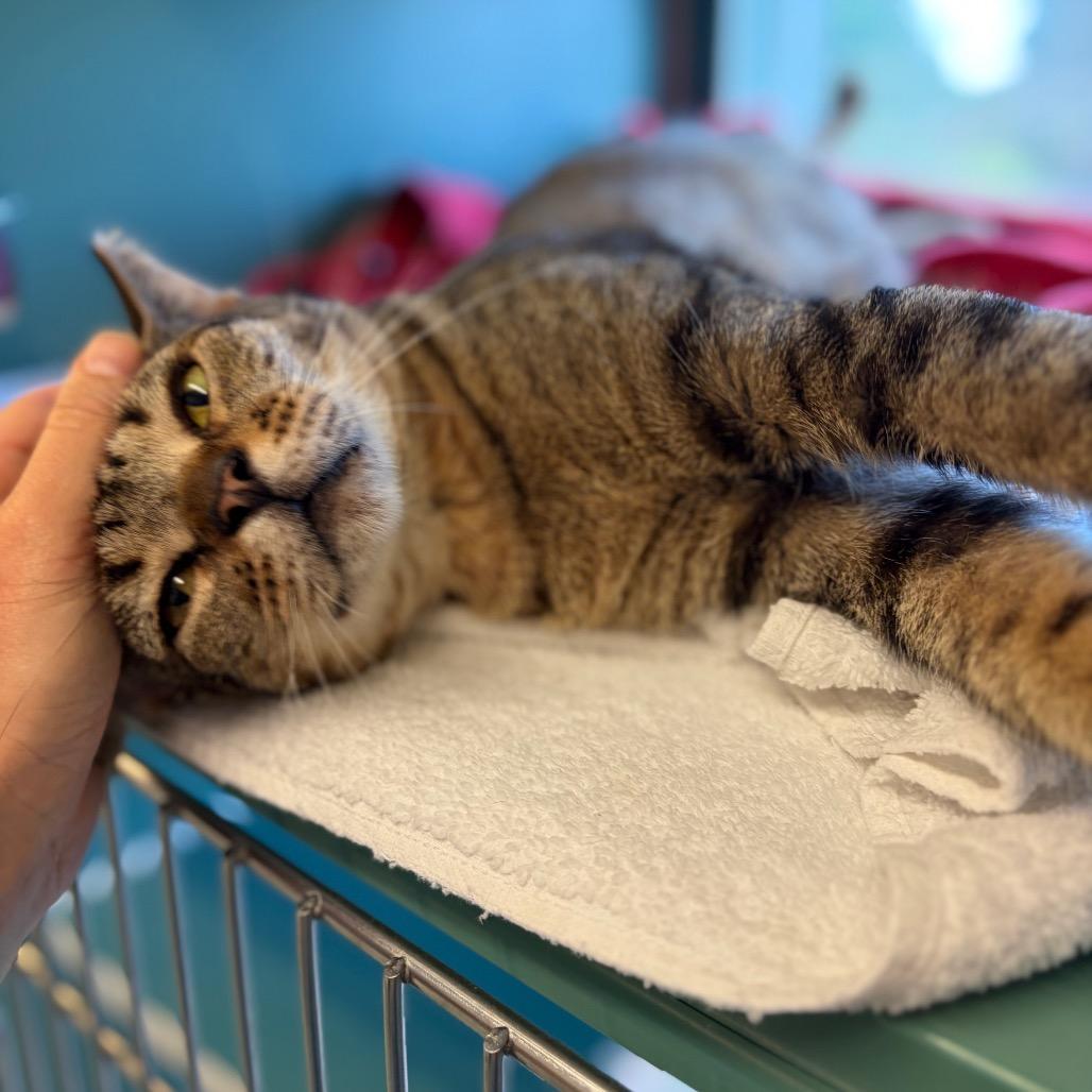 Solovino- FIV+, a Adoptable Domestic Short Hair in Morrisville, VT image 3/6