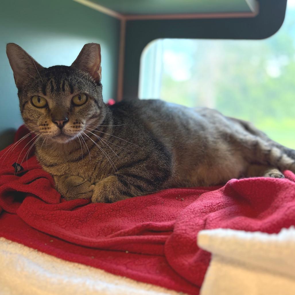 Solovino- FIV+, a Adoptable Domestic Short Hair in Morrisville, VT image 4/6