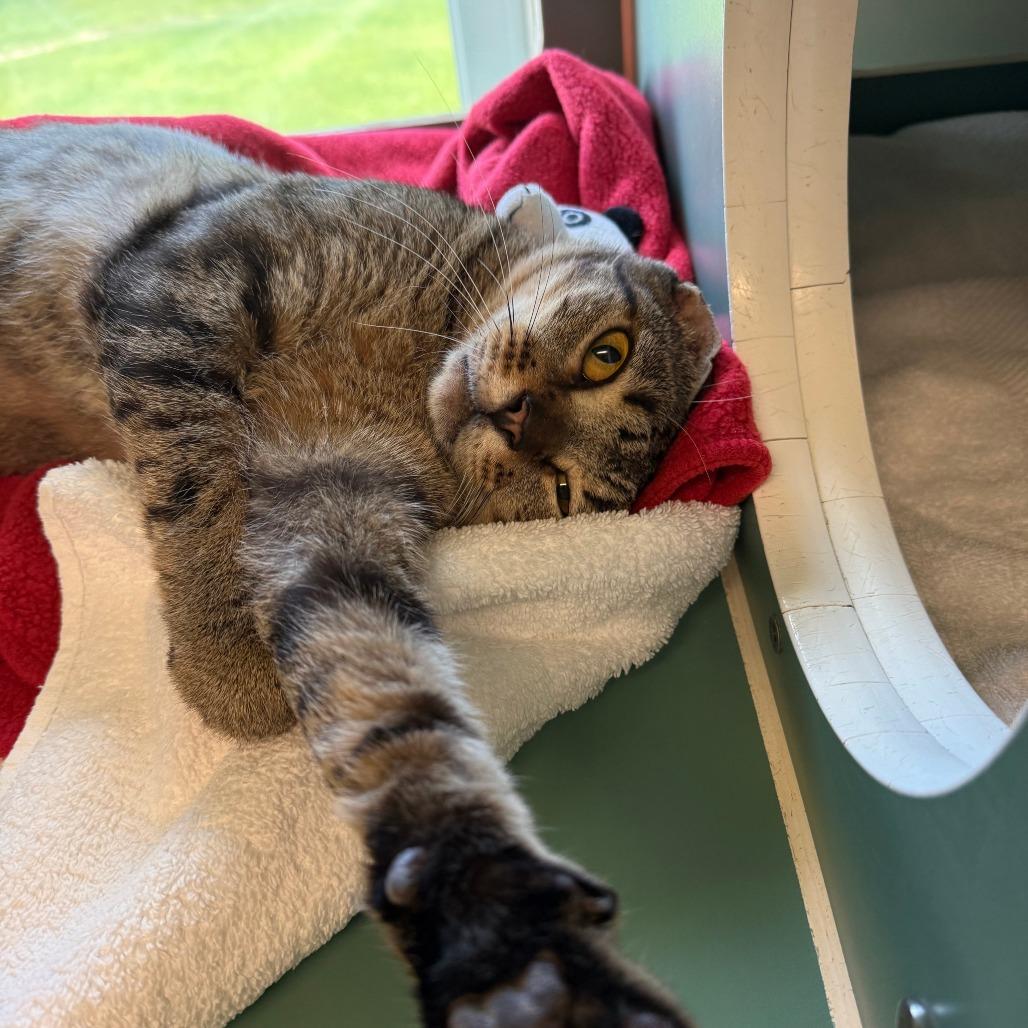 Solovino- FIV+, a Adoptable Domestic Short Hair in Morrisville, VT image 5/6