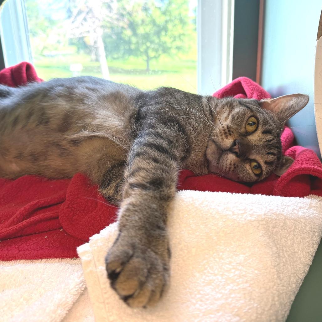 Solovino- FIV+, a Adoptable Domestic Short Hair in Morrisville, VT image 6/6