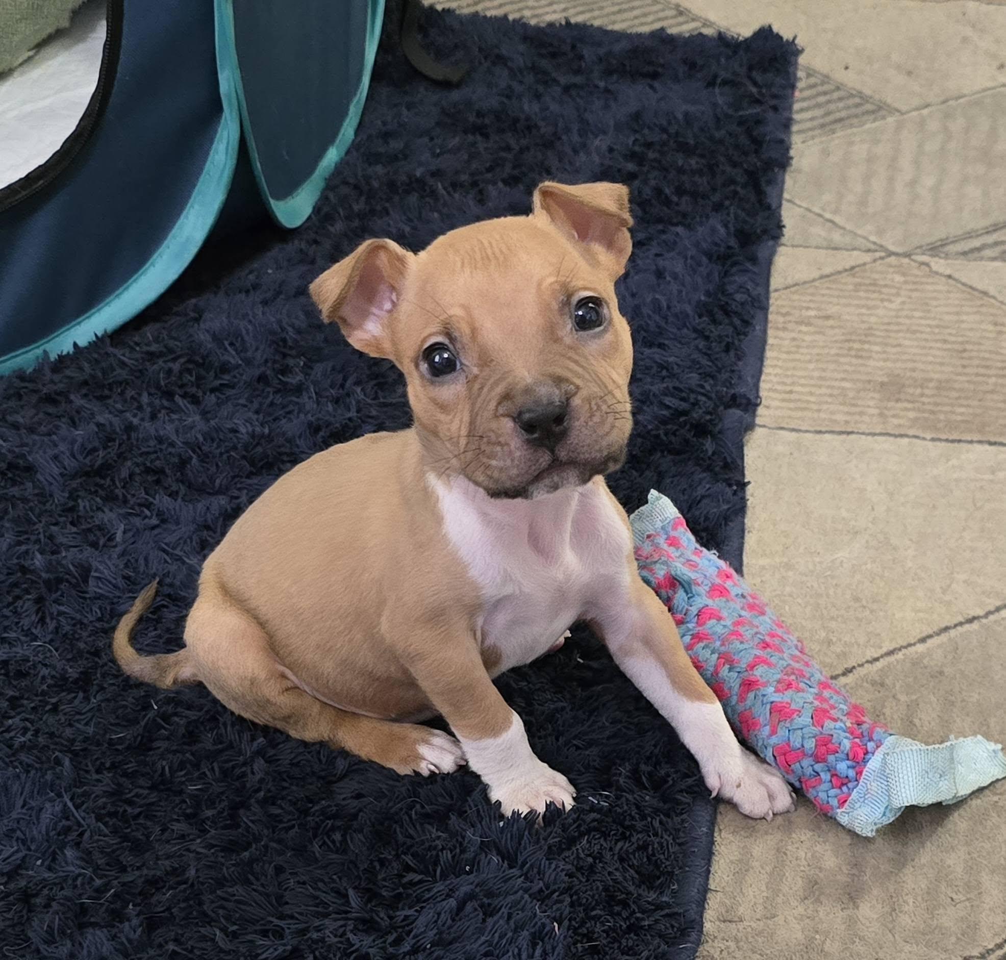 Enlarge Gunner, a ADOPTABLE mixed breed in New Port Richey, FL image 4/4