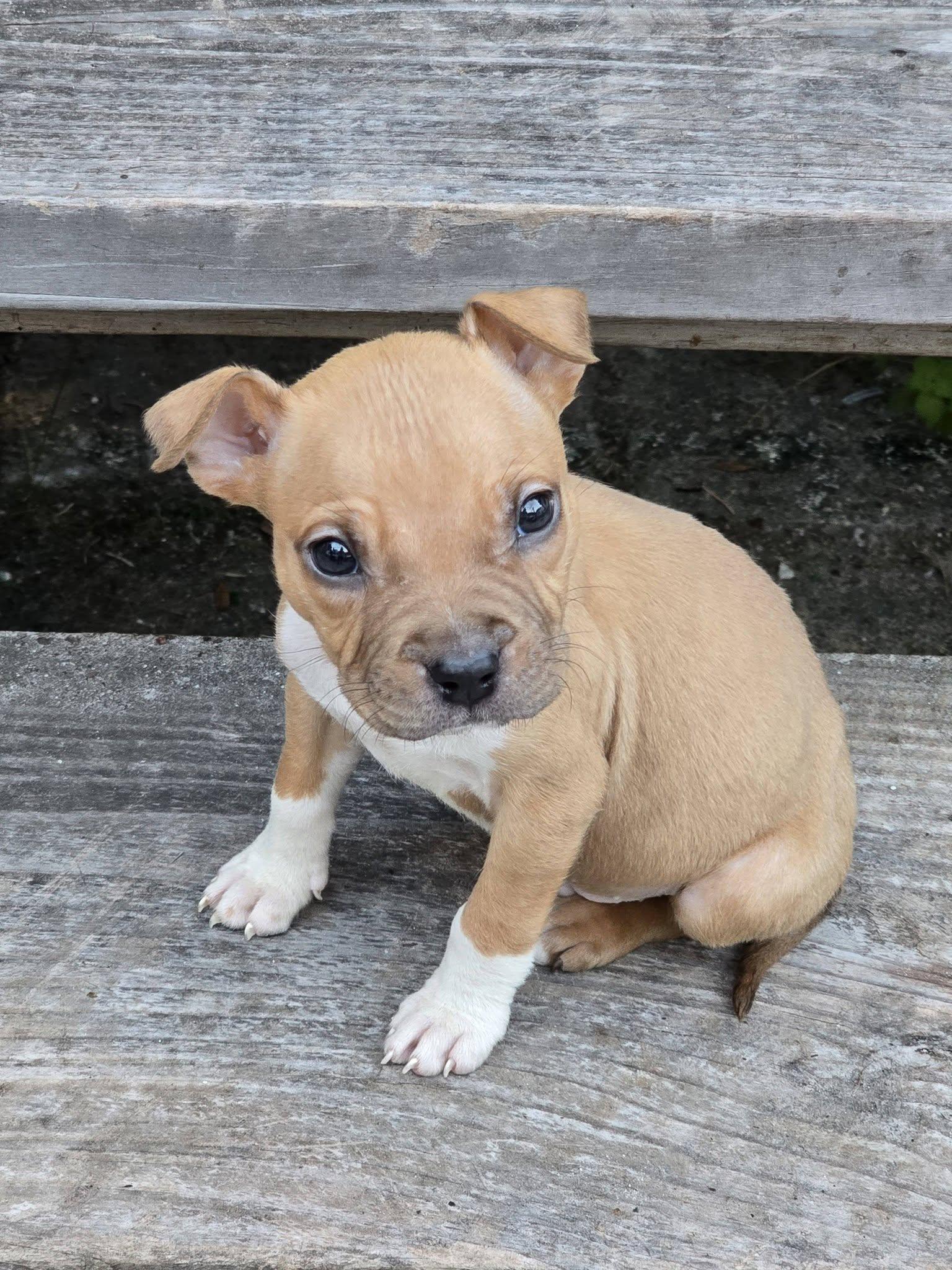Enlarge Gunner, a ADOPTABLE mixed breed in New Port Richey, FL image 3/4