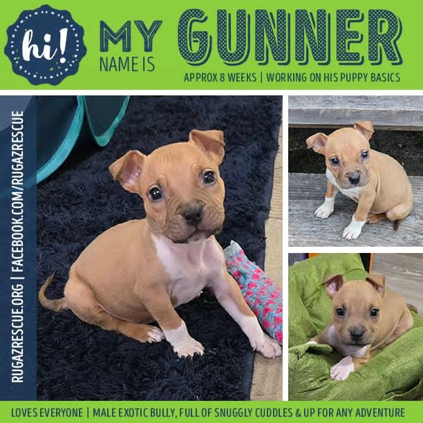 Enlarge Gunner, a ADOPTABLE mixed breed in New Port Richey, FL image 1/4