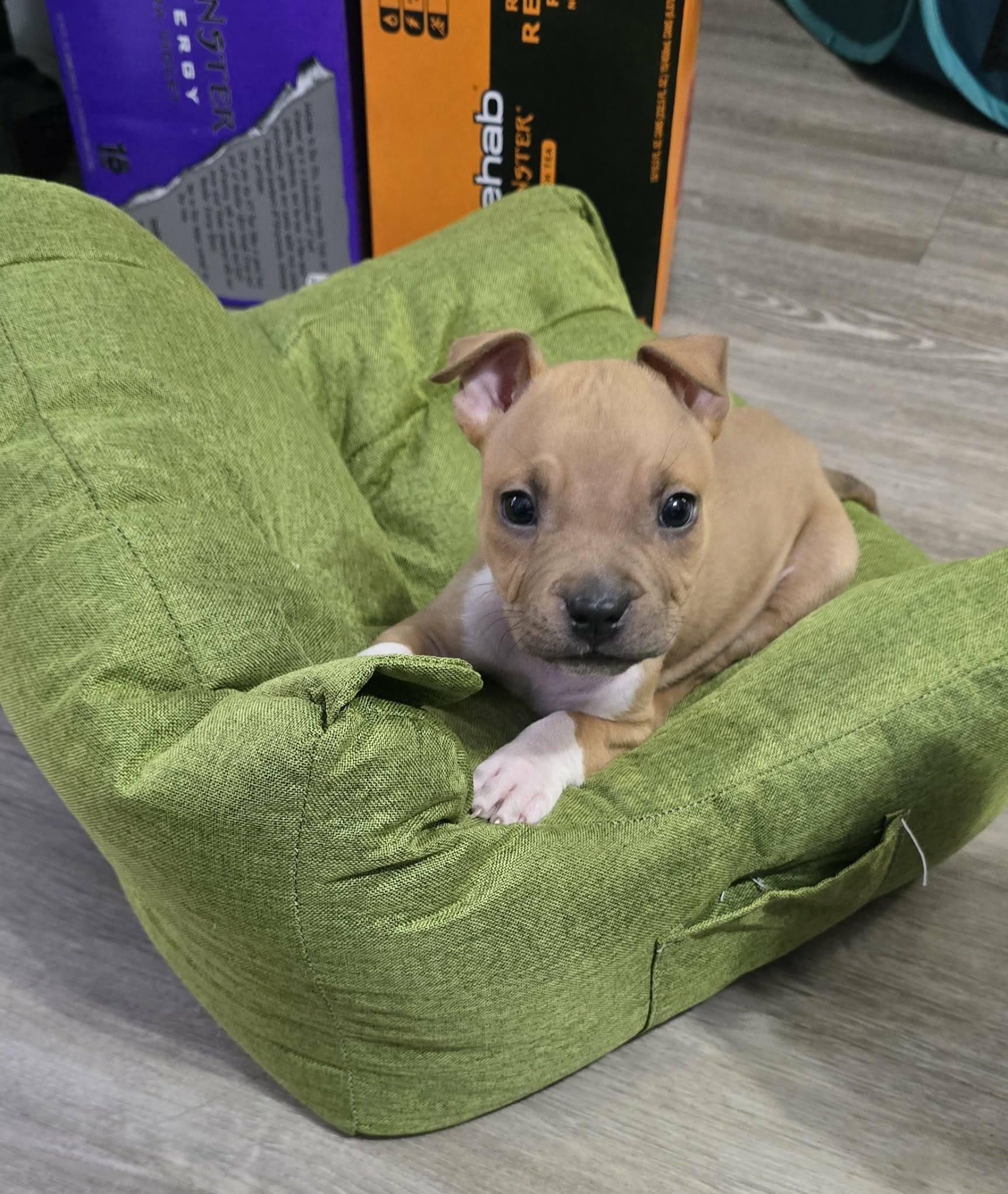 Enlarge Gunner, a ADOPTABLE mixed breed in New Port Richey, FL image 2/4