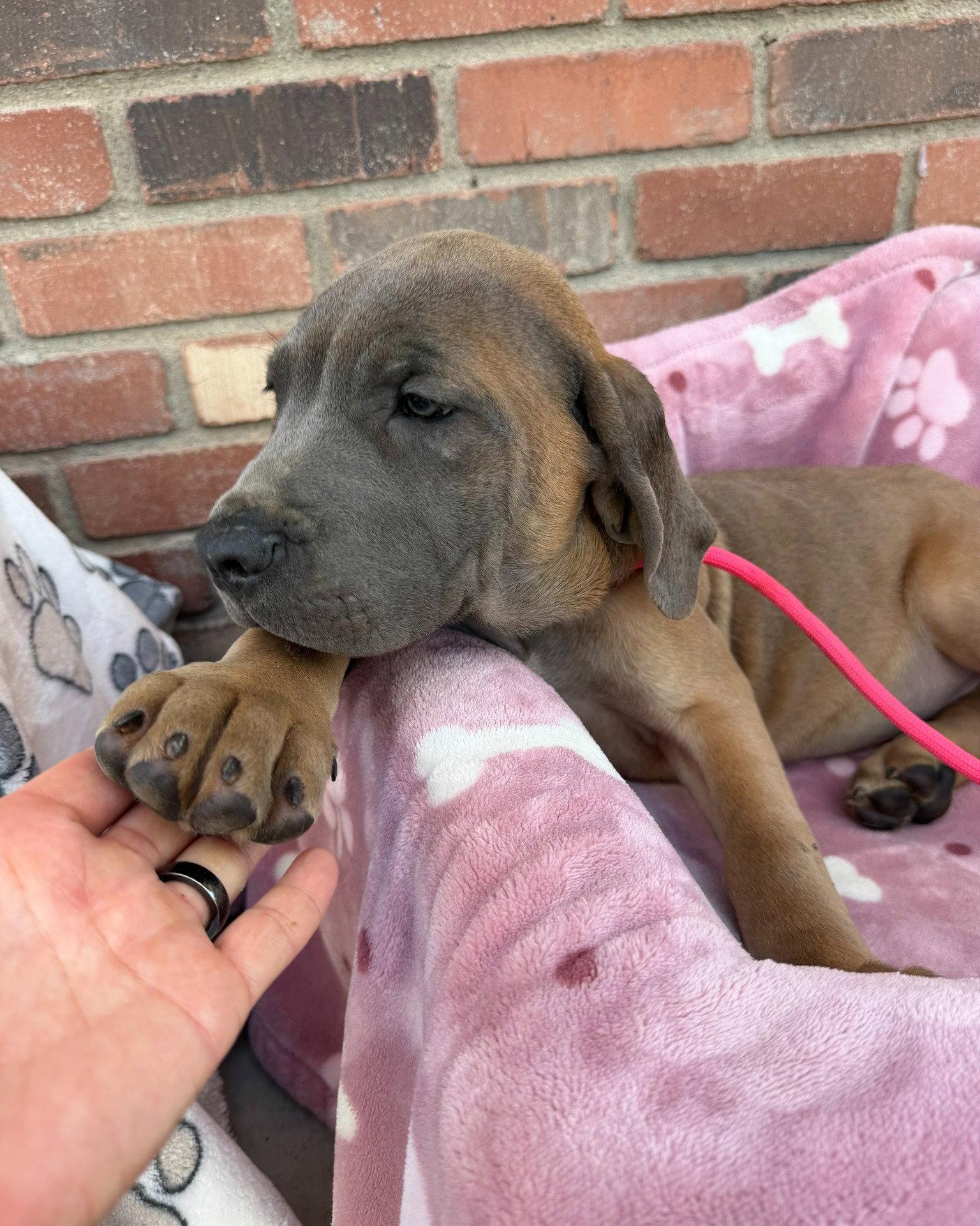 Enlarge Betty Davis - ADOPTED, a Adopted Cane Corso in Glendale, AZ image 1/1