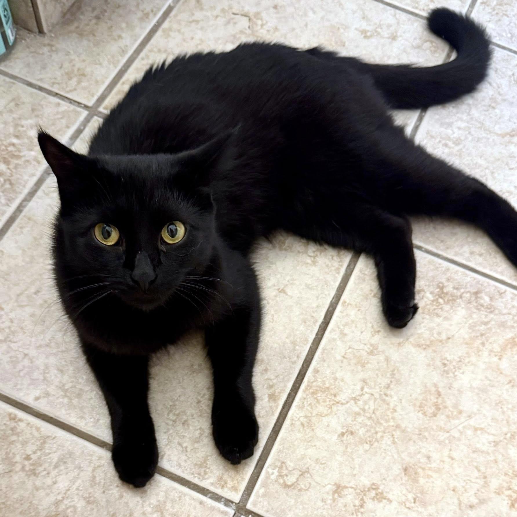 Enlarge Magpie, a Adoptable Domestic Short Hair in Pittsburgh, PA image 1/6