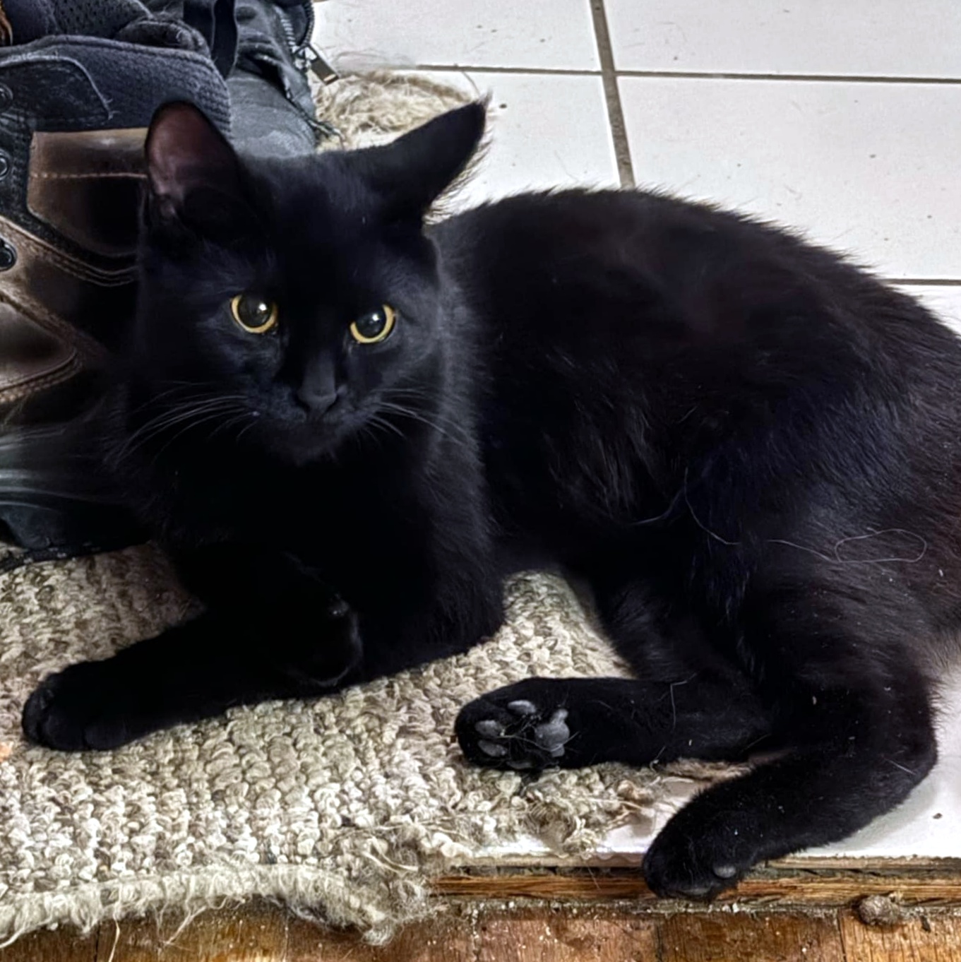 Enlarge Magpie, a Adoptable Domestic Short Hair in Pittsburgh, PA image 4/6