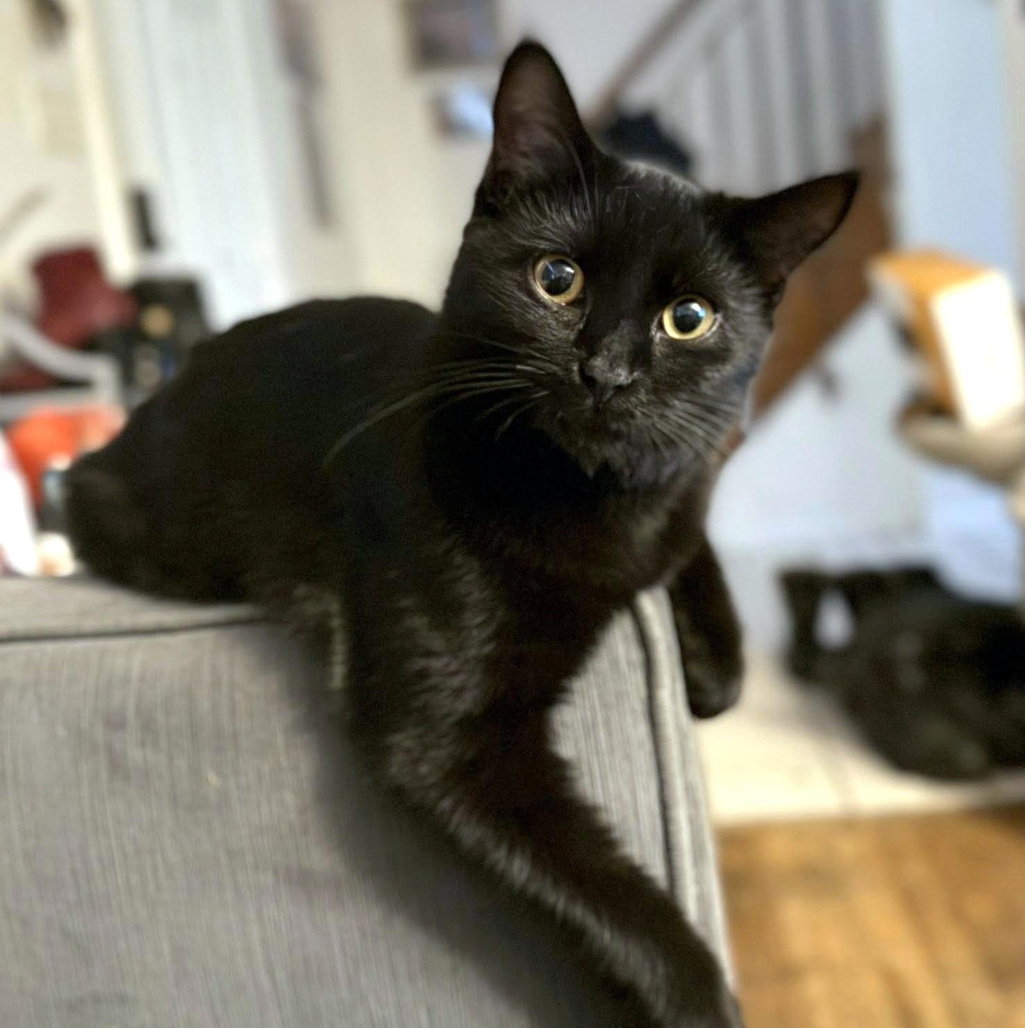 Enlarge Magpie, a Adoptable Domestic Short Hair in Pittsburgh, PA image 2/6