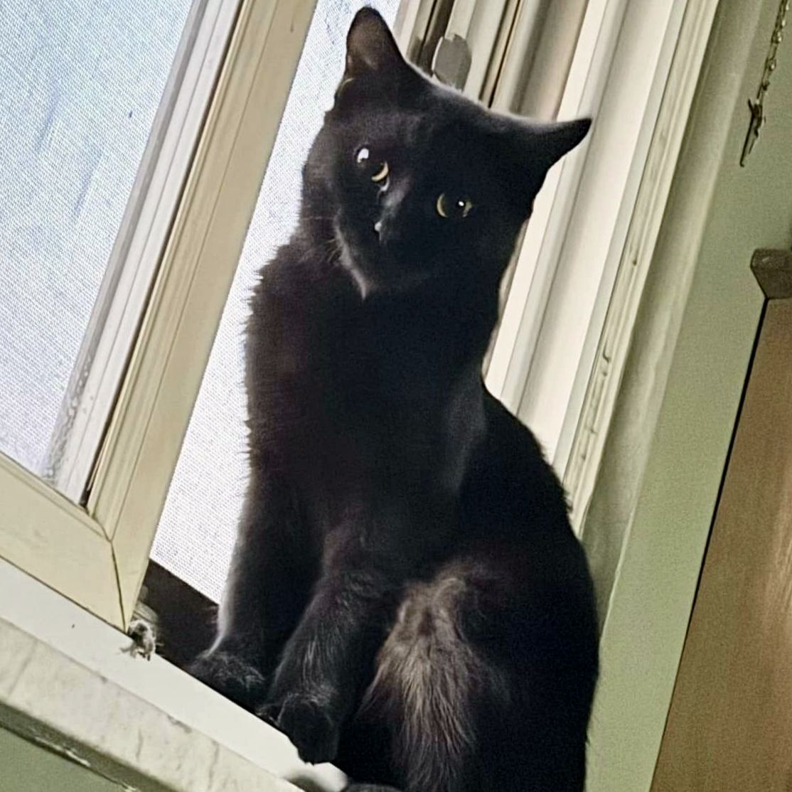 Enlarge Magpie, a Adoptable Domestic Short Hair in Pittsburgh, PA image 6/6