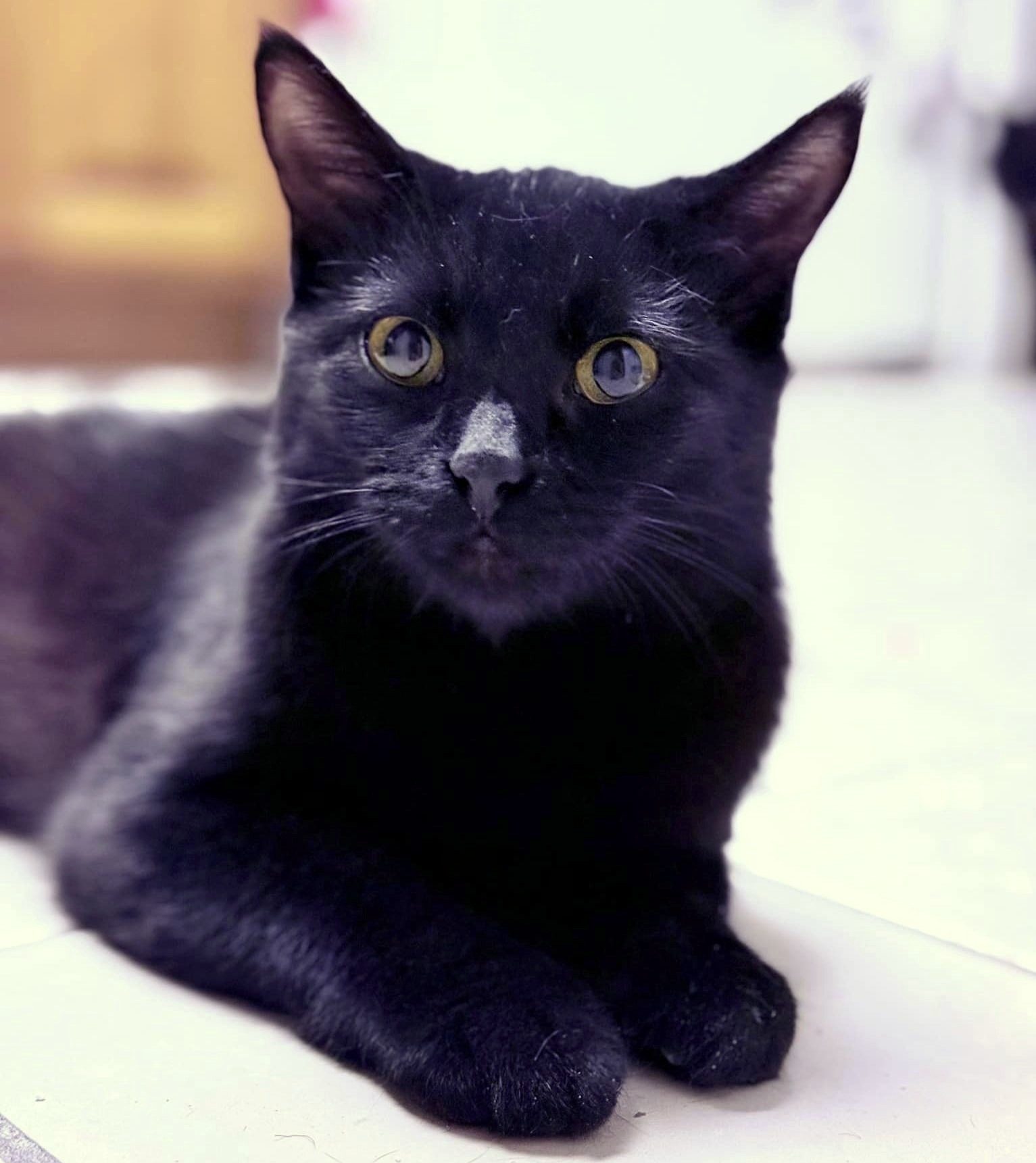 Enlarge Magpie, a Adoptable Domestic Short Hair in Pittsburgh, PA image 5/6