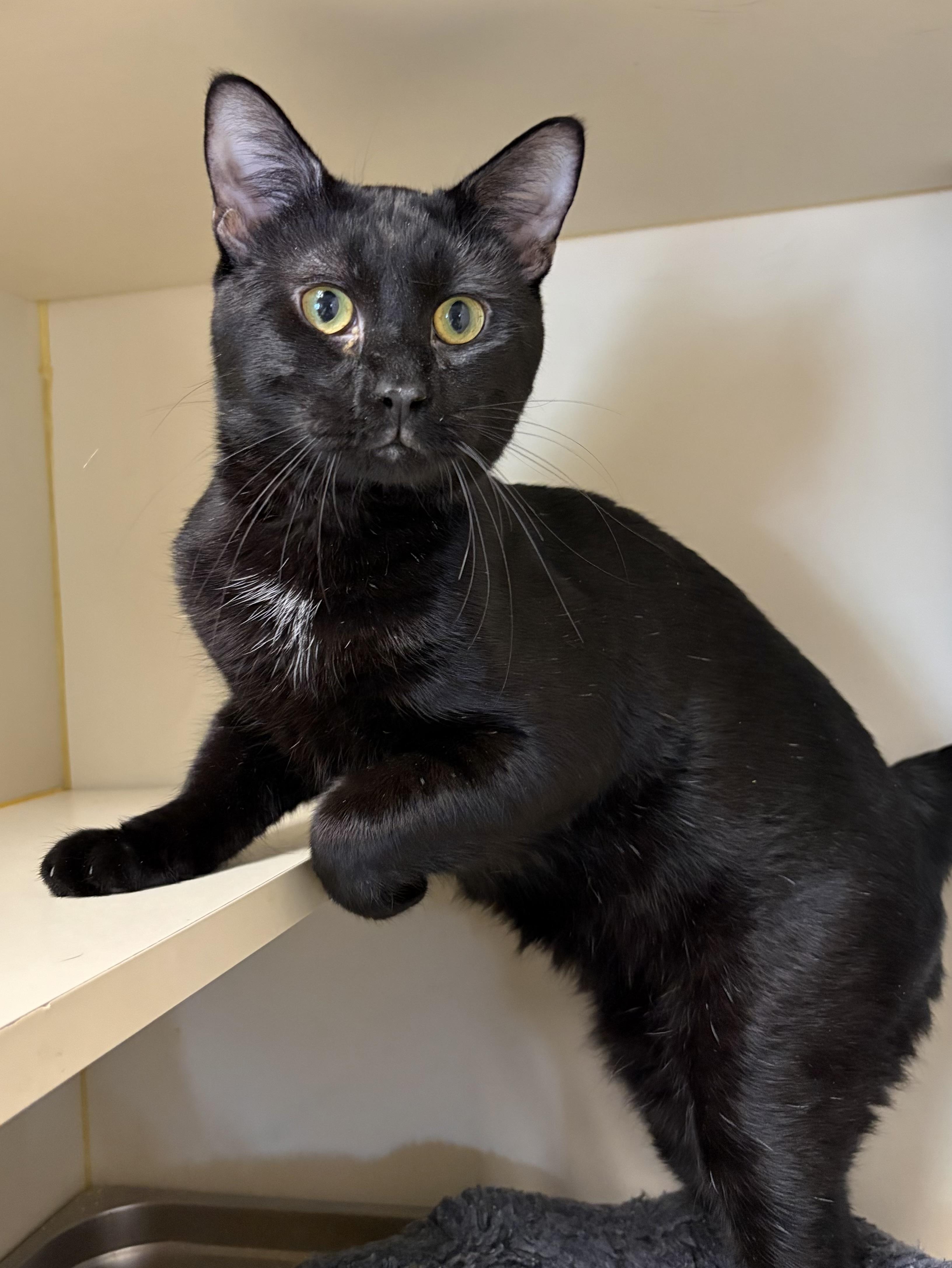 Enlarge Glory, a ADOPTABLE Domestic Short Hair in Somerset, NJ image 2/2