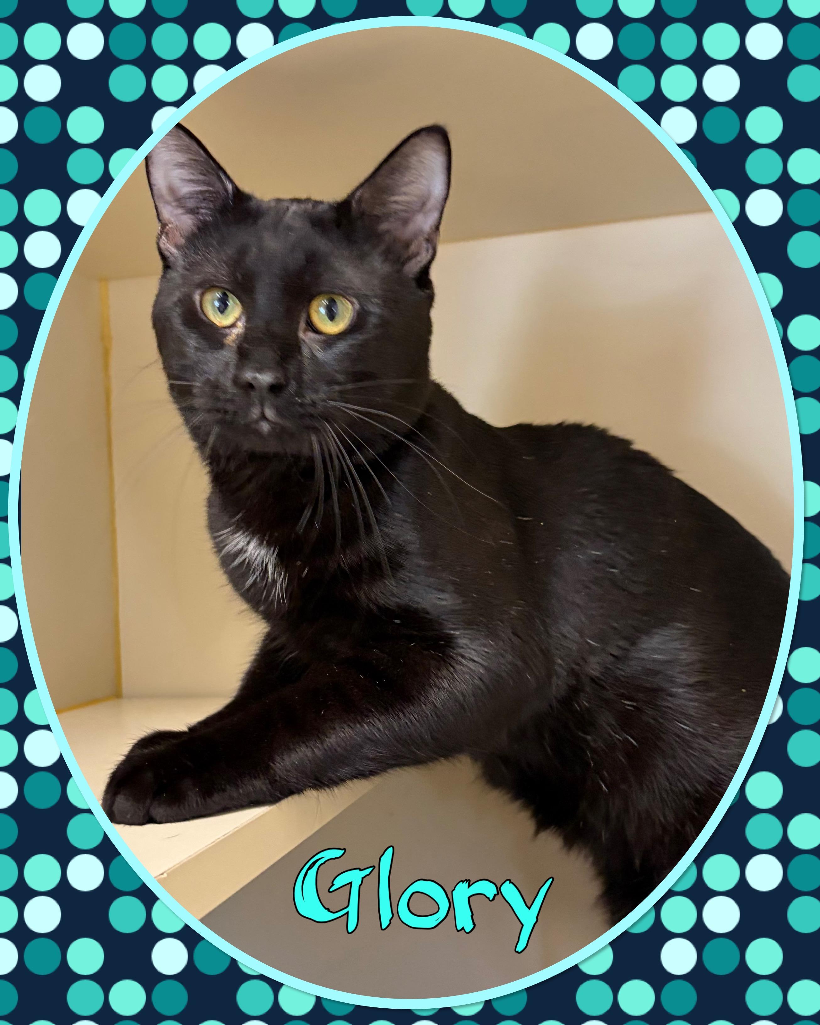 Glory, ADOPTABLE, Young Male Domestic Short Hair.
