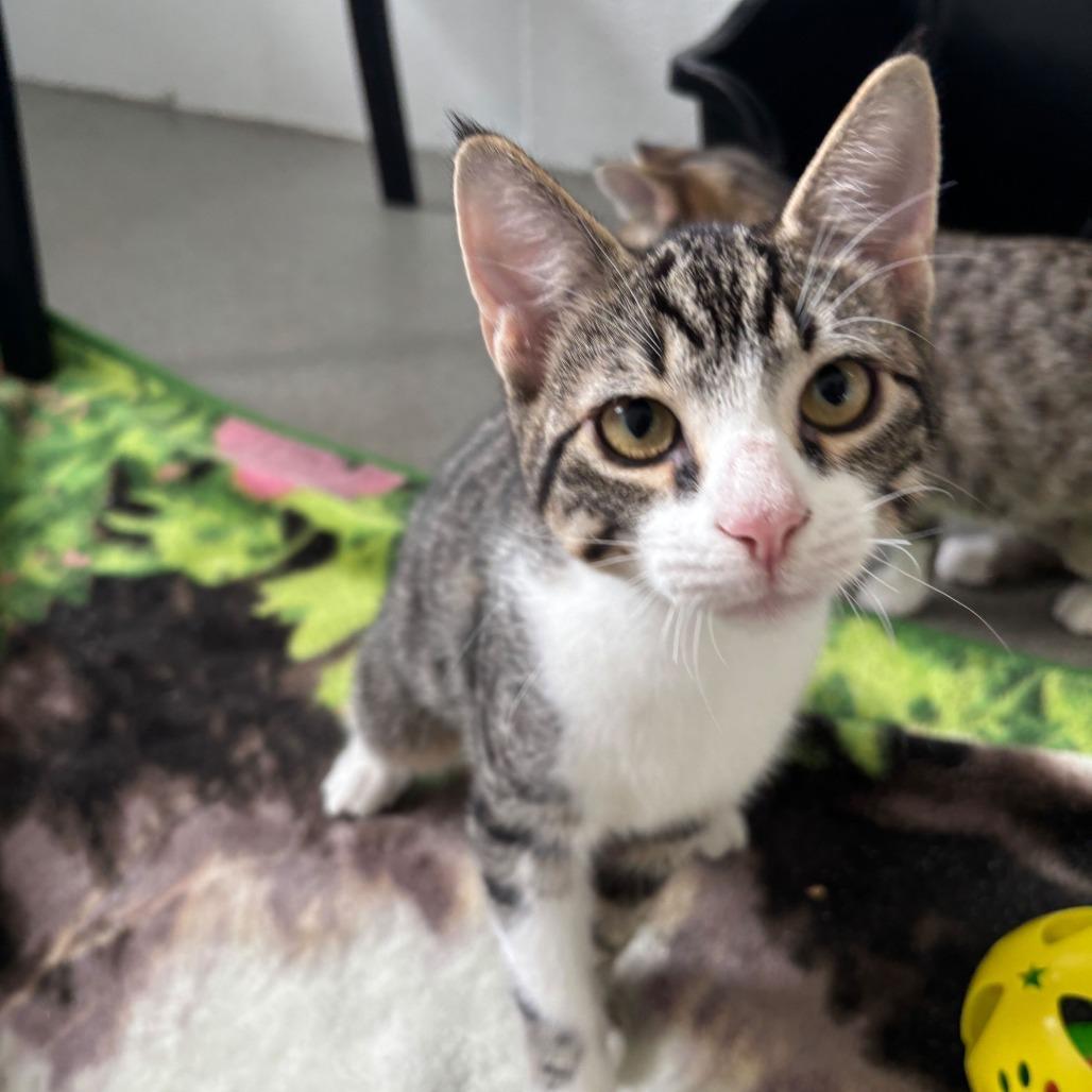 Goo Be Gone, Adoptable, Kitten Male Domestic Short Hair.