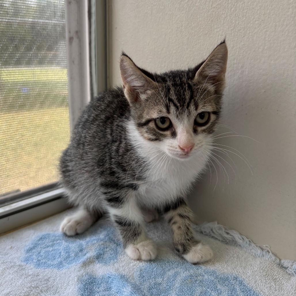 Enlarge Goo Be Gone, a Adoptable Domestic Short Hair in Carencro, LA image 1/3
