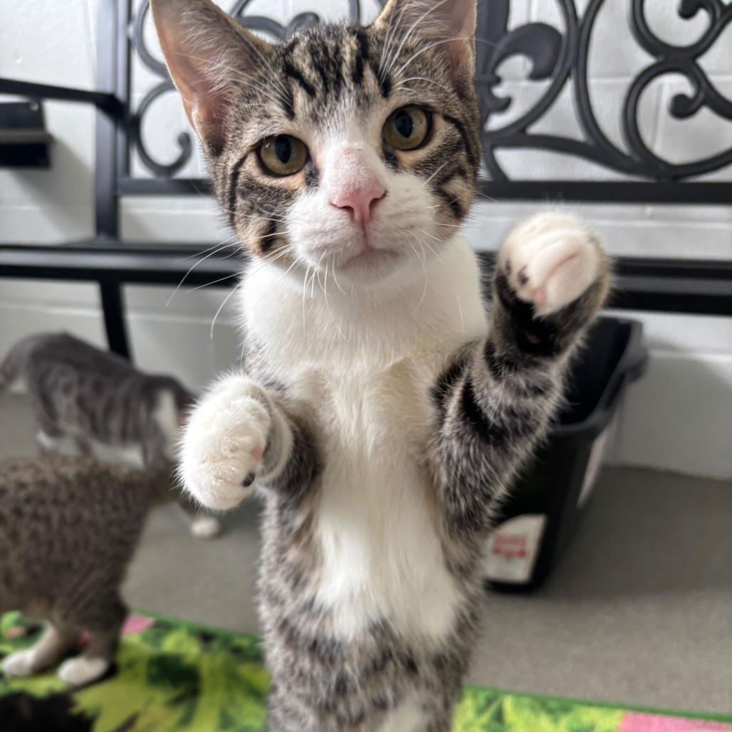 Enlarge Goo Be Gone, a Adoptable Domestic Short Hair in Carencro, LA image 3/6