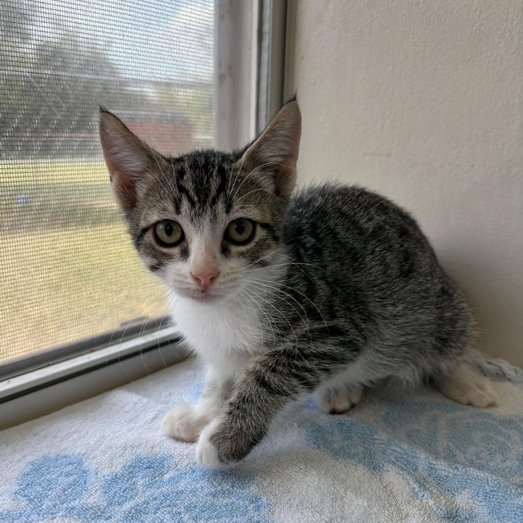 Enlarge Goo Be Gone, a Adoptable Domestic Short Hair in Carencro, LA image 2/3