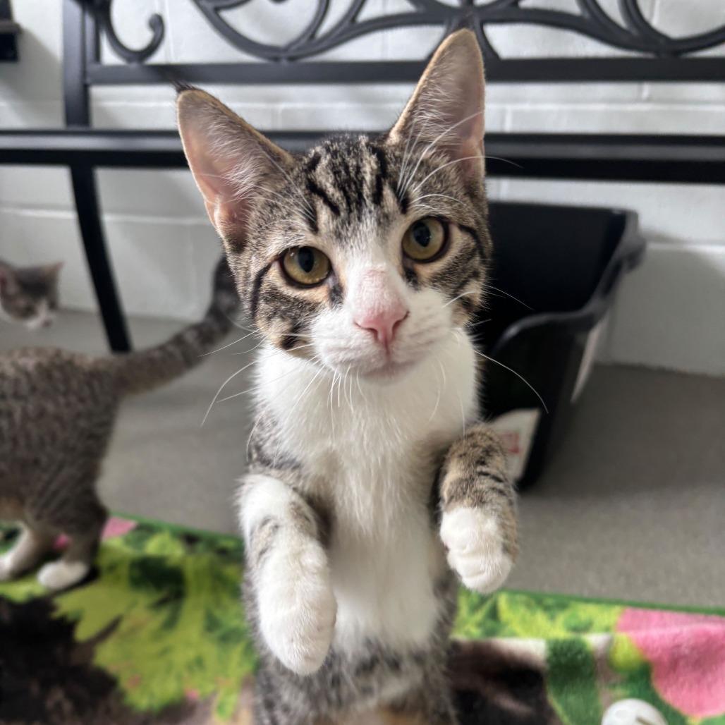 Enlarge Goo Be Gone, a Adoptable Domestic Short Hair in Carencro, LA image 5/6