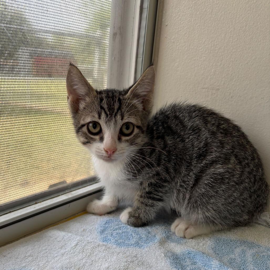 Enlarge Goo Be Gone, a Adoptable Domestic Short Hair in Carencro, LA image 3/3