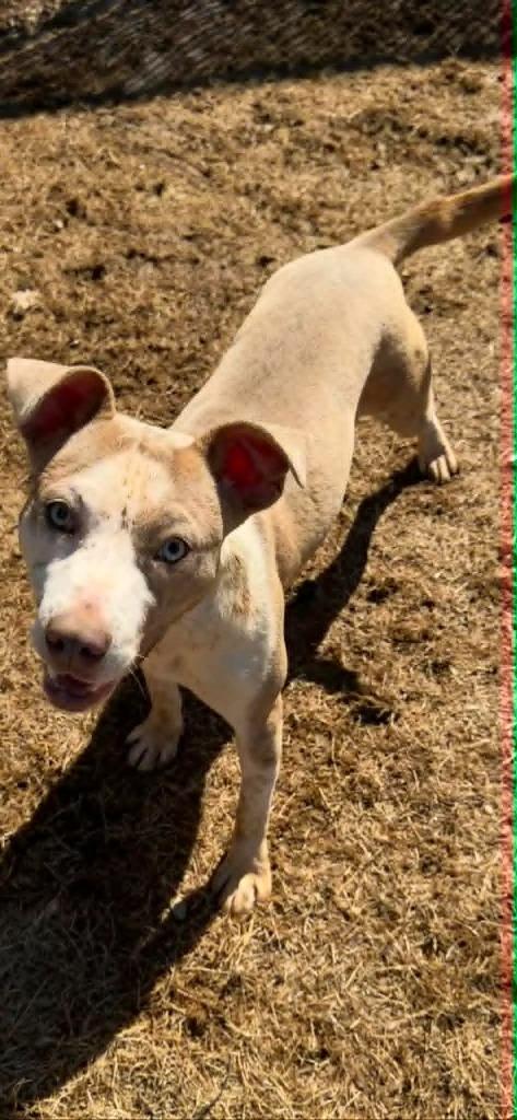 Valentine — thumbnail 2