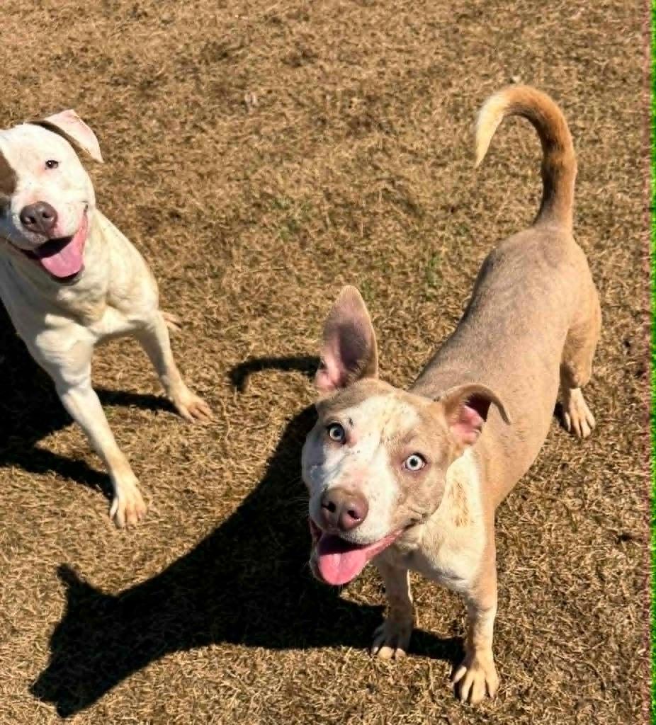 Valentine — thumbnail 3