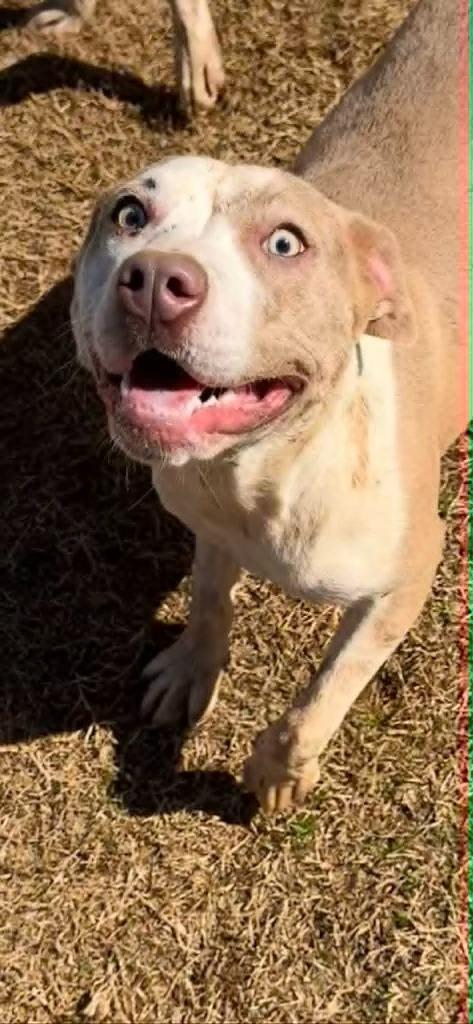 Valentine — thumbnail 4