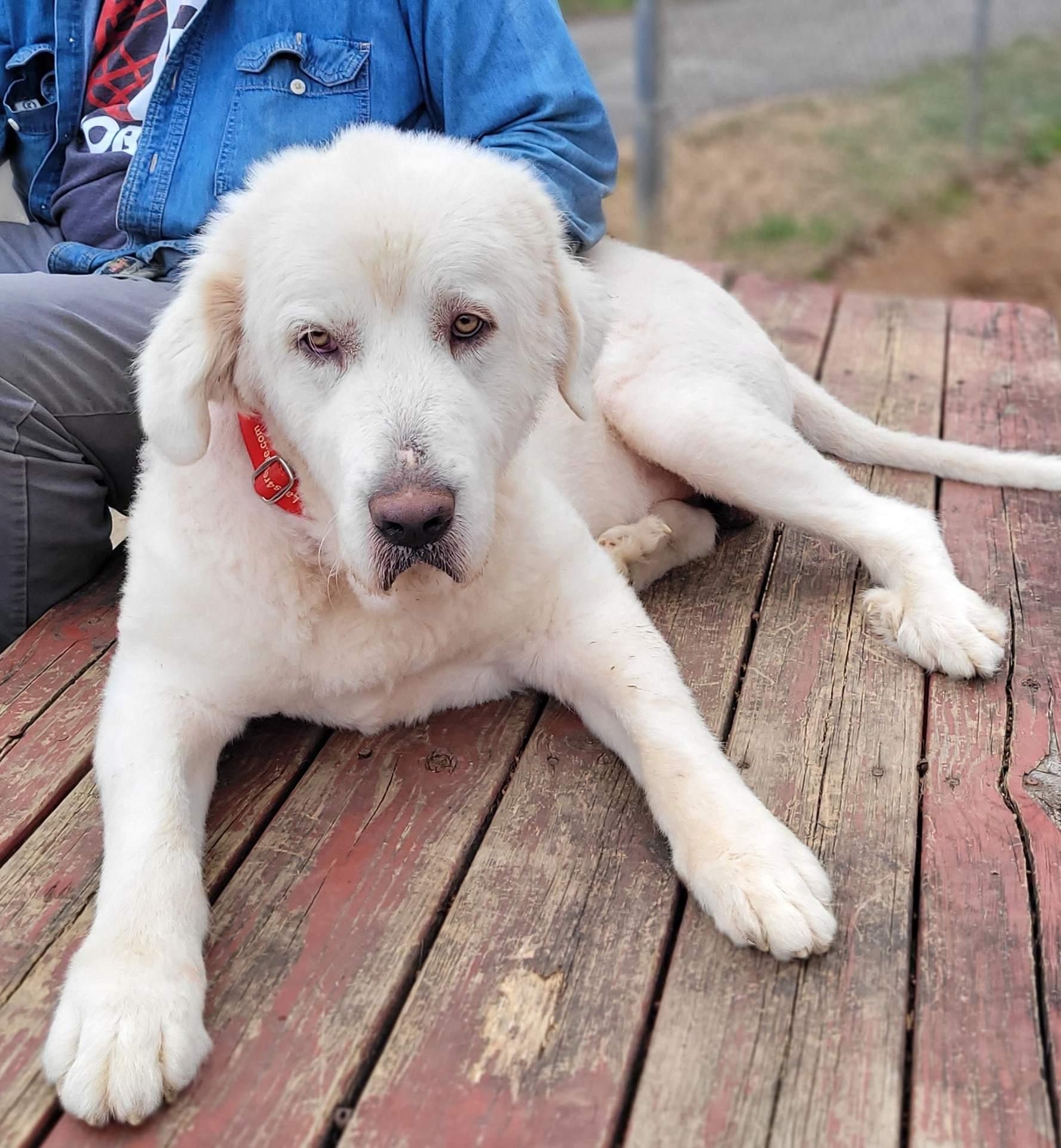 Enlarge Preacher #2, a ADOPTABLE mixed breed in Killingworth, CT image 1/6