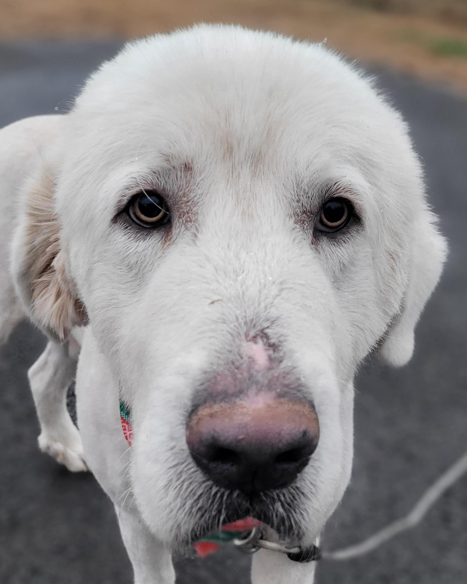 Enlarge Preacher #2, a ADOPTABLE mixed breed in Killingworth, CT image 3/6